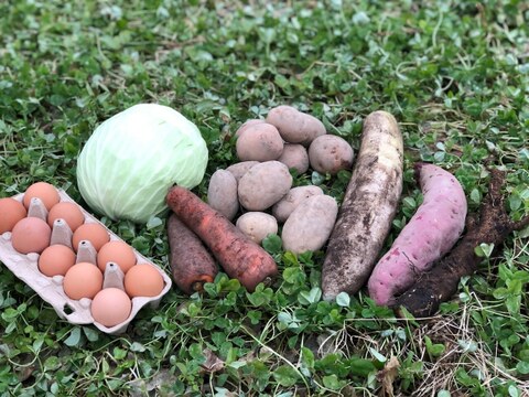 【北海道発】平飼い鶏の有精卵＆季節の有機野菜セット【冬ヴァージョン】