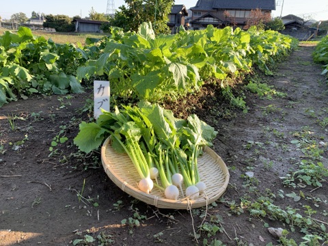 お待たせです！葉も食べる小かぶ1.2kg