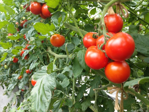 信州～夏野菜３点セットM　中玉トマト1.2kg・パプリカ2~3個・きゅうり1.6kg