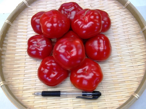 フルーツパプリカレッド L~2Lサイズ