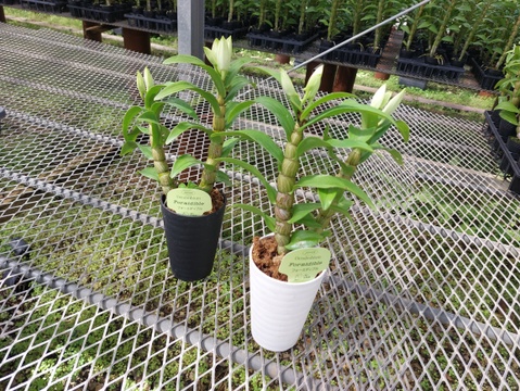 【蘭の福箱❁⃘*.ﾟ】夏の蘭 フォーミディブルの鉢花＆切り花