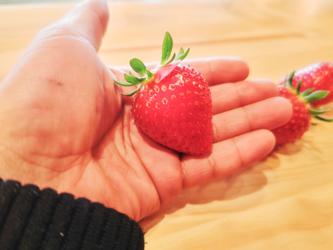 コードファーム175の「ほしうらら」！いちごグランプリ2025「総合大賞」！　15粒入りセット　450g