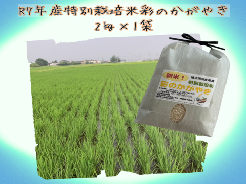 【特別栽培米】Pino farm「清らかな輝き米」～R7年産　彩のかがやき　2㎏～