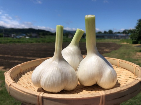 予約限定】採れたて新鮮！まるでおイモ！生ジャンボにんにく３キロ