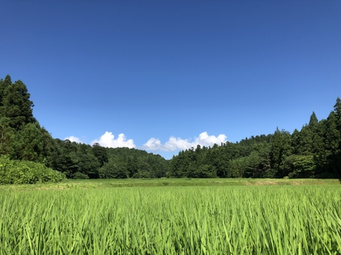 令和2年産新潟県岩船米特別栽培コシヒカリ10kg（5kg×2）