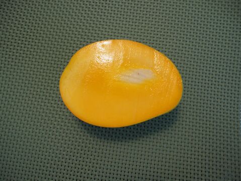 高糖度でジューシーな完熟『紀州美浜みさきマンゴー』2～3玉 1.6～1.7kg