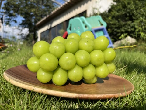 有名洋菓子店シャトレーゼ御用達『新鮮朝採』KOSHUシャインマスカット1㎏セット（2房程度）