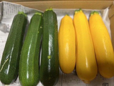 ズッキーニ2色セット　群馬県東吾妻町産　訳あり　1kg
