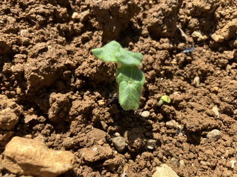 2025やなかーぎ‼️ど根性粘りの石垣島産オクラ⭐️約1.5キロ