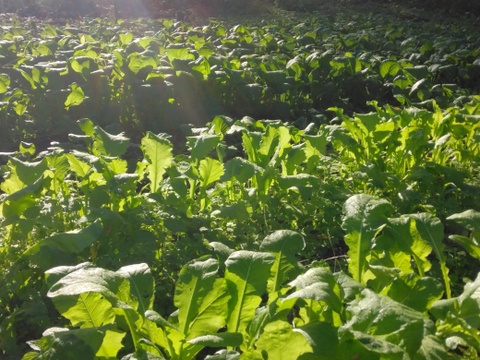 小松菜　300グラム