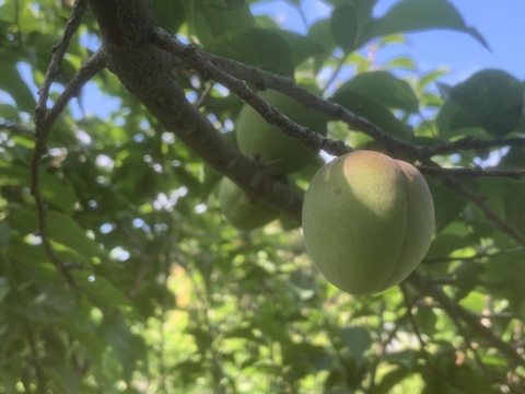 まじりっけなし！自然栽培 梅干用｢杉田梅｣1.7kg