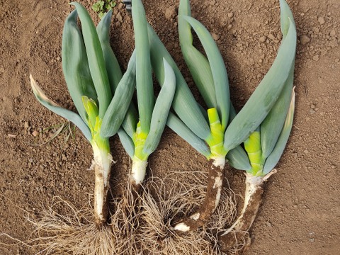 ✨【訳あり】下仁田ネギ（ネギ坊主摘み取り）詰め合わせ約1kg（7〜12本、サイズ混合）農薬・化成肥料不使用✨