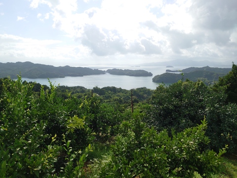 長崎県産 訳あり晩生樹成り完熟みかん 5Kg