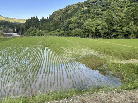 新米令和6年産　甘くてもちもち！九州天草山間地清流米(コシヒカリ３キロ)