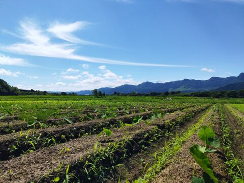 『新もの3兄弟入り！』旬の野菜セット9品前後〈農薬等不使用栽培〉100サイズ