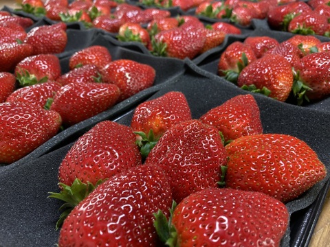 朝摘みいちご🍓まほろばの朱(あかり) 極上品おいCベリー300g×2パック【数量限定】