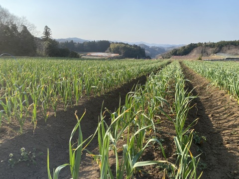 クラフトにんにく｜3㎏｜📍大分県臼杵市