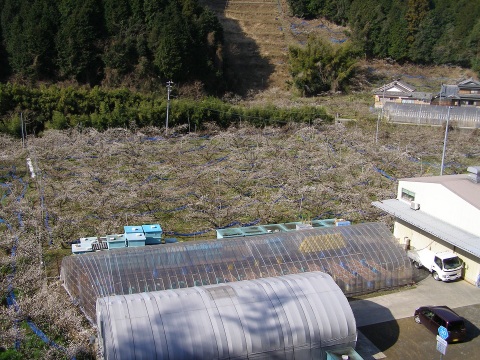 大粒の南高梅を冷凍し風味そのままお届け！！（１ｋｇ×4袋入）