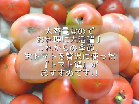 お母さんスタッフいちおし!!熊本県八代産訳ありトマト『おっぺしゃん』５kg