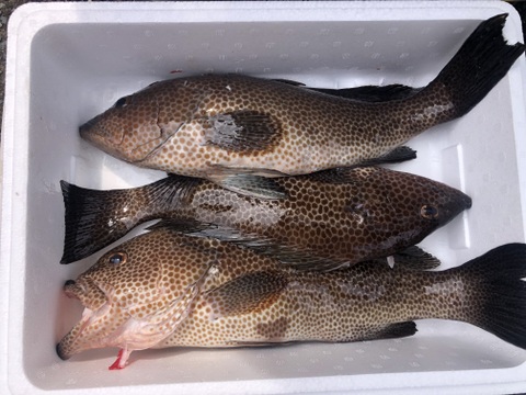 【活き締め】刺身用オオモンハタ大型3匹。2.5〜3kg （船上出品）　
刺身　ハタ　魚