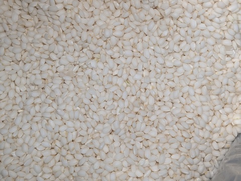 おいしい餅米　かぐらもち　3kg