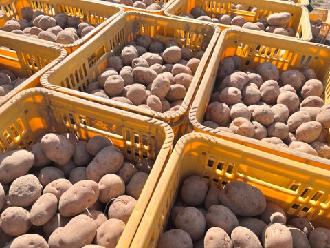 有機じゃがいも さやあかね 7kg（約500g増量、混み玉） 北海道十勝 2025年産 ねっとり？ホクホク？ ピンク肌のオーガニックじゃがいも