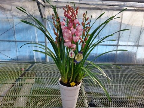 【年末予約用】陶器鉢入シンビジウム（５本立)