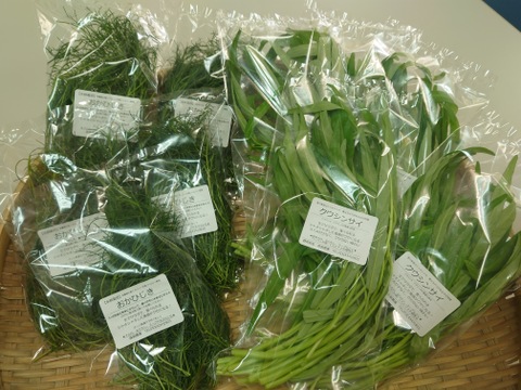 【★生で食べるクウシンサイ＆おかひじき２種セット！！★】クウシンサイ、おかひじき（各40ｇ×各5袋）くせがなくて食べやすい！