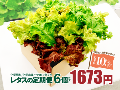 新鮮採れたて！化学肥料/化学農薬不使用だから安心して食べられる！レタスの定期便 6個セット