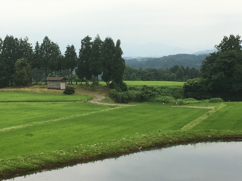 えっ？亀ノ尾？天然水で育てた「亀ノ尾」棚田米　5ｋｇ　令和4年度産米