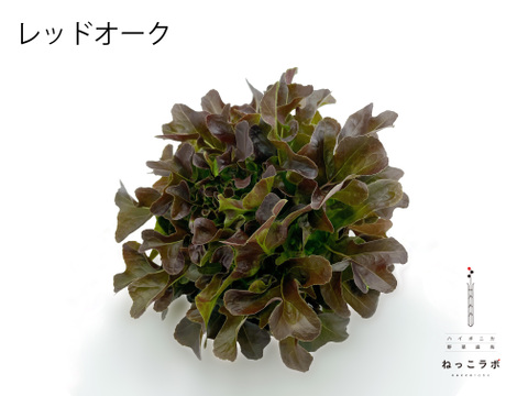 シェフ御用達！料理に使いやすいサラノバレタス4種ミックス（業務用簡易包装 10～12株）1㎏