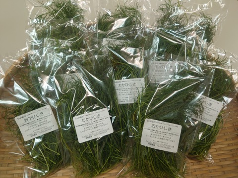 【★生で食べるおかひじき！！★】おかひじき（40ｇ×10袋）水にさらしてあく抜きは必要です。