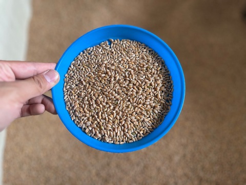 キタノカオリ 900g　オーガニック（有機）玄小麦 2025年産　※小麦粉じゃないよ