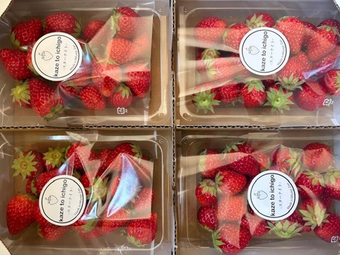【不揃い･スターナイト】宮城蔵王産 いちご 250ｇ×4ｐ