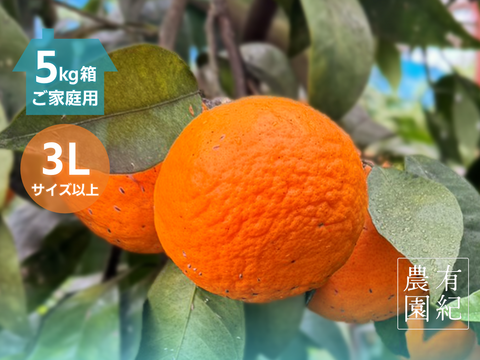 さっぱり濃甘🍊南津海【見た目訳アリ・大玉・5kg箱】