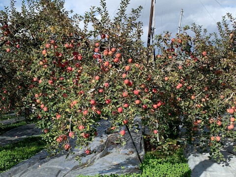 【果物王国 山形から】完熟りんごをそのままジュースに！100％ストレートりんごジュース1,000mlx２本