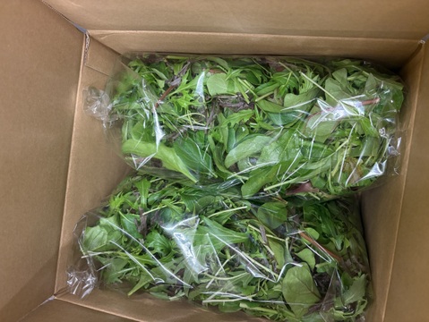 たっぷり1000g！シャッキシャキ新鮮ベビーリーフ