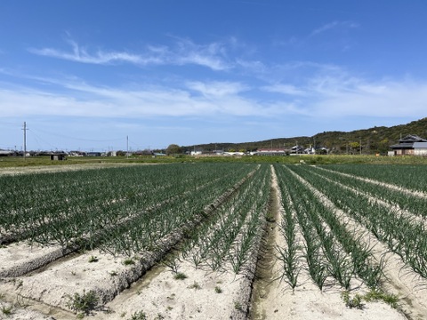 今が旬！！納豆菌栽培淡路島産　新玉ねぎ5ｋｇ　兵庫認証品（残留農薬不検出）
