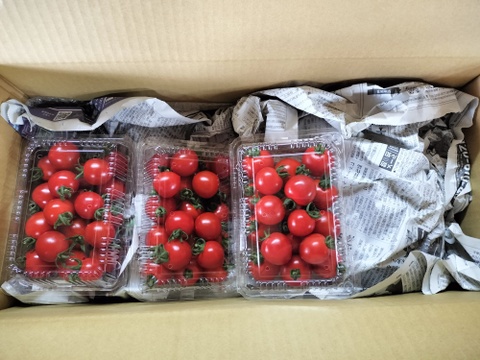 完熟ミニトマト1ｋｇ+きゅうり20本+ズッキーニ8本★　パチャママ農園