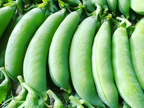 家族で楽しむ。まるたか農園、採れたて新鮮野菜セット