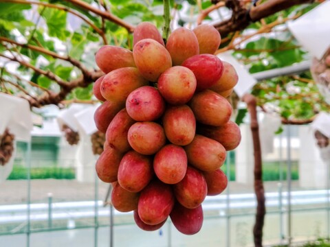 クイーンルージュ®2房】：長野県産のクイーンルージュ®︎｜食べチョク