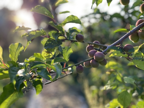 「小粒の果実でうめしごと」中山農園の小梅✳︎梅ジュース・カリカリ梅用‼︎