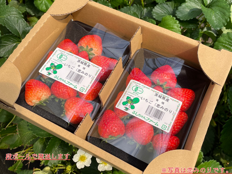 【食べチョクいちご博2024 金賞】有機JAS認定　茨城県産有機いちご（恋みのり　200gｘ2パック）