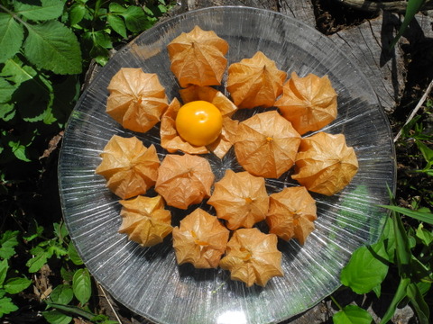 【希少！数量・期間限定！】「食べる宝石」ほおずき500g（約50粒前後）