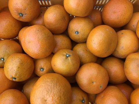【農薬不使用】博多湾 能古島育ち!伊予柑(5kg)