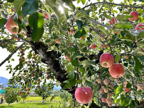 幻の蜜りんご‼️山形県産こうとく丸かじりサイズ【特秀2キロ】