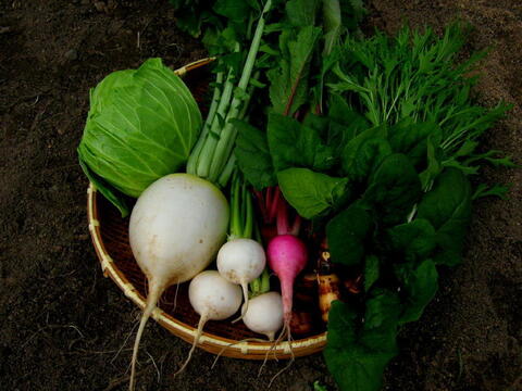 【無農薬 露地栽培】四季のとれたて野菜セット(約8種)