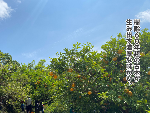 【超熟甘夏 – 雨と太陽と時間が育てた果実】尾鷲甘夏お試し2kg