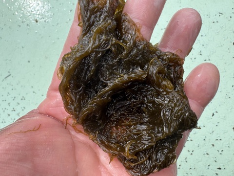 天然の糸モズク　期間限定