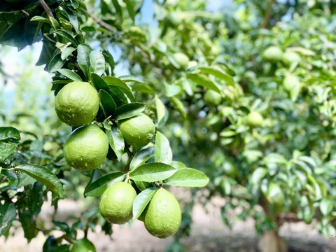 【まろやかな酸味・食べられるレモン】静岡県浜松産『璃の香(りのか)』３㎏（サイズいろいろ）
